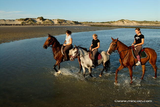 Promenade à cheval Berck-sur-mer