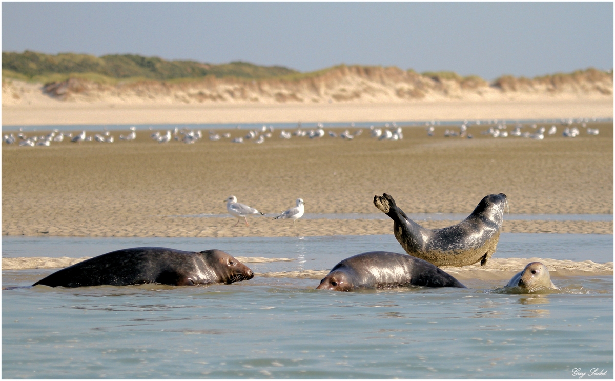 Phoques Berck-sur-mer